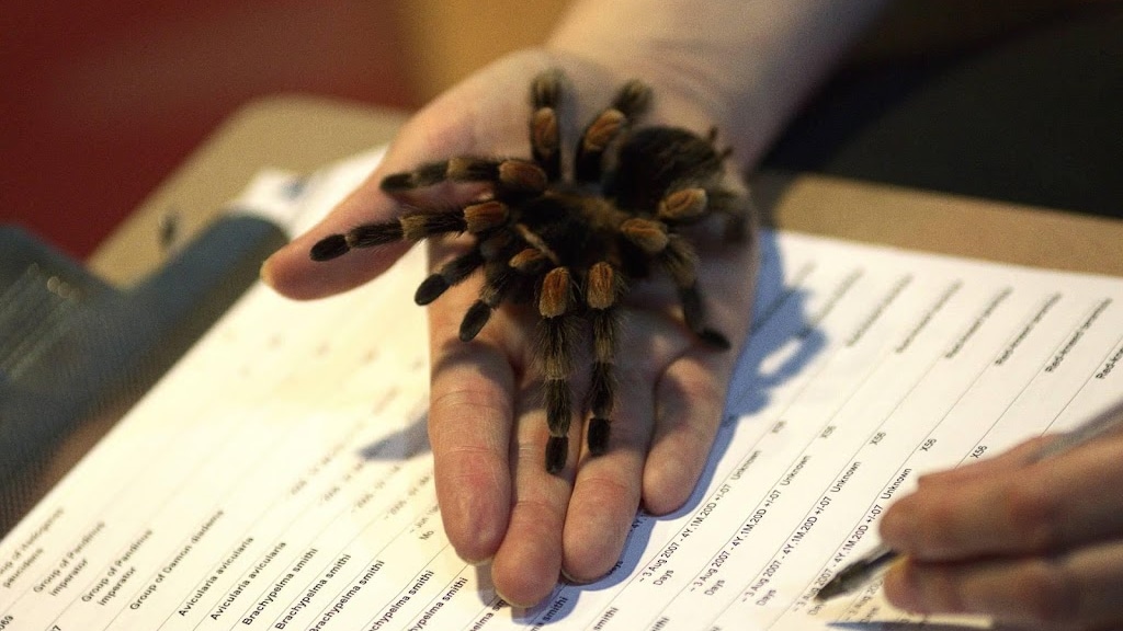 Bang voor spinnen? Spinnenhorror Arachnophobia krijgt remake