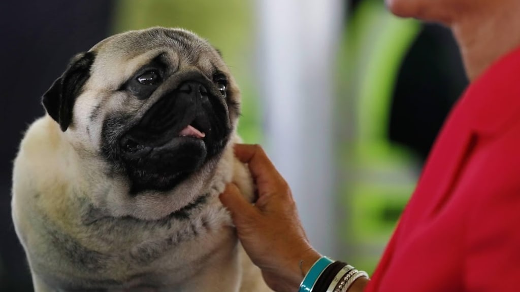 Wereldberoemde TikTok-mopshond Noodle overleden