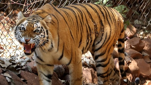 Tiger King nu al één van de meest bekeken Netflix series ooit