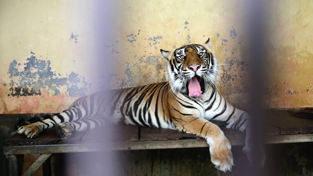 Netflix: Carole Baskin gaf toestemming voor Tiger King 2