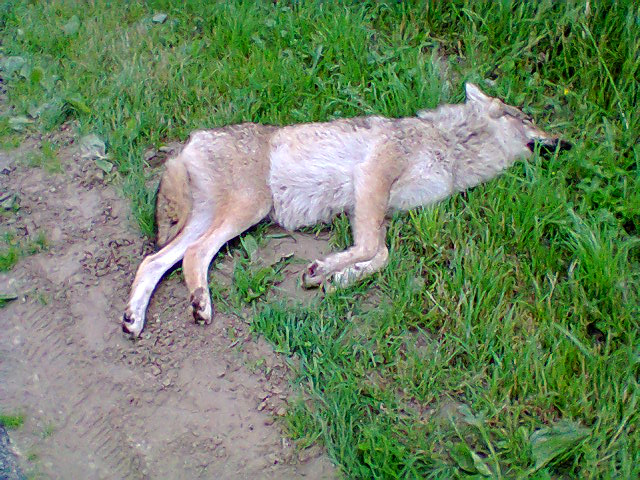 Wolf Luttelgeest