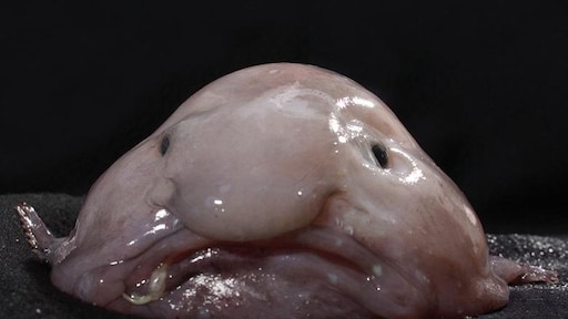 Dit is – onofficieel - het lelijkste dier ter wereld