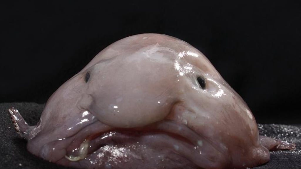 Dit is – onofficieel - het lelijkste dier ter wereld