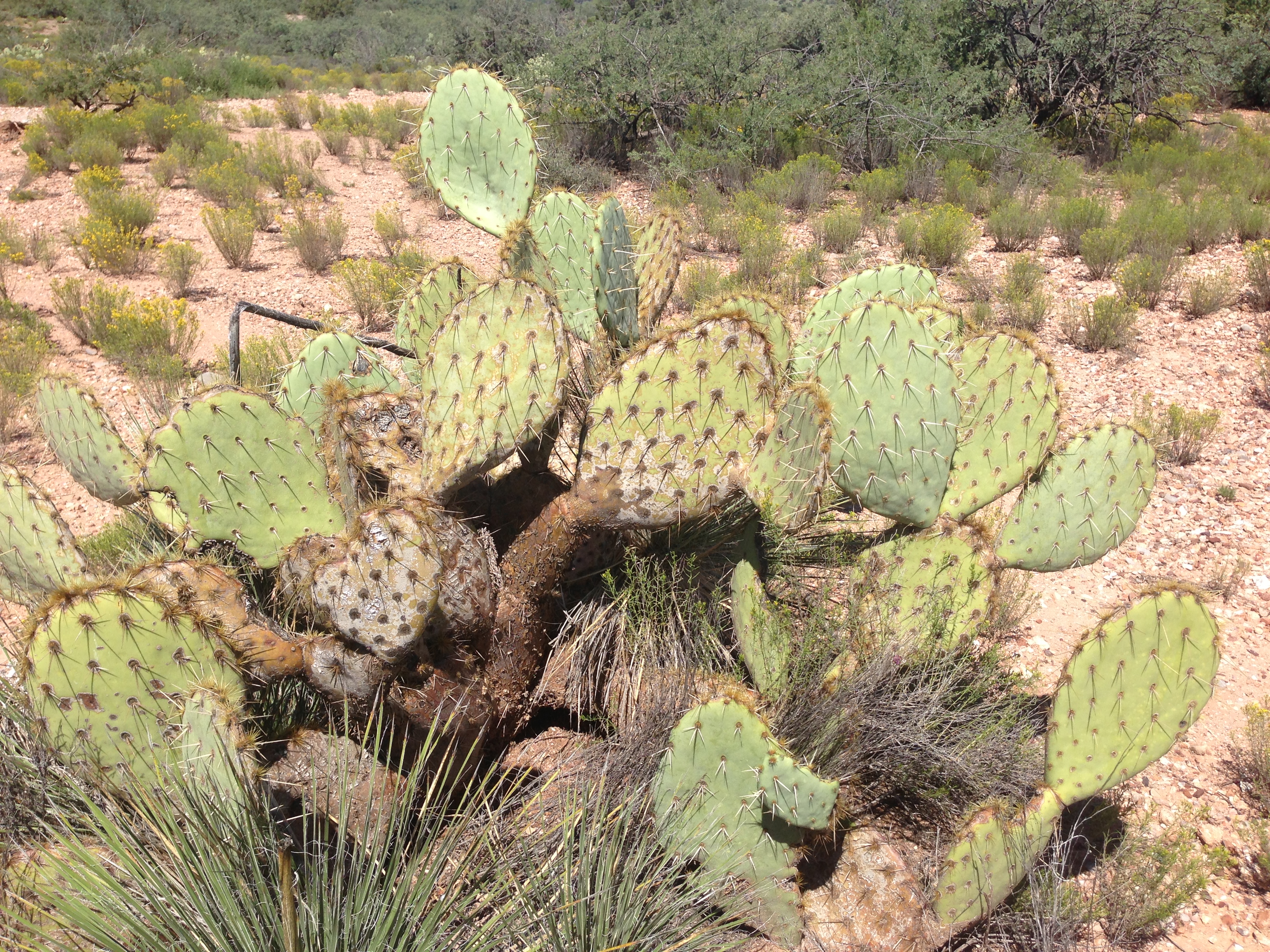 Opwarming is schuld van de mens