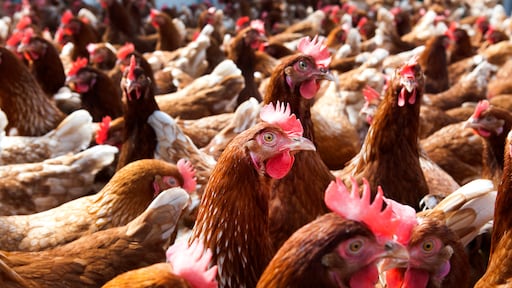 Vaccinatie van pluimvee tegen vogelgriep stap dichterbij