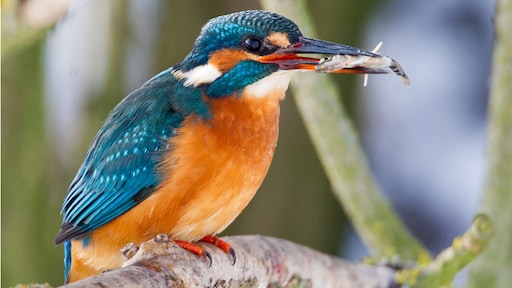 Zachte winter doet ijsvogels goed