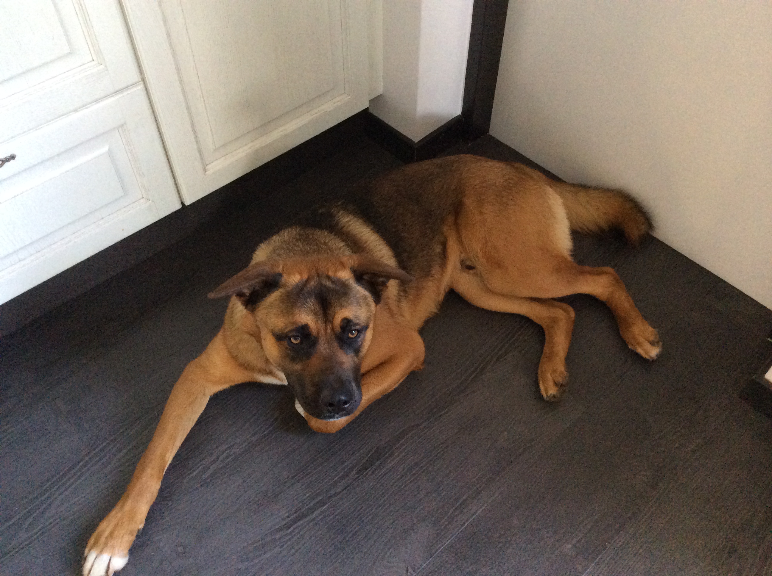 Dier van de Week: Lucca uit Lomm