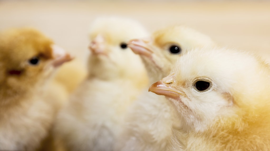 Pluimveehouders: Hef vervoersverbod broederijen op