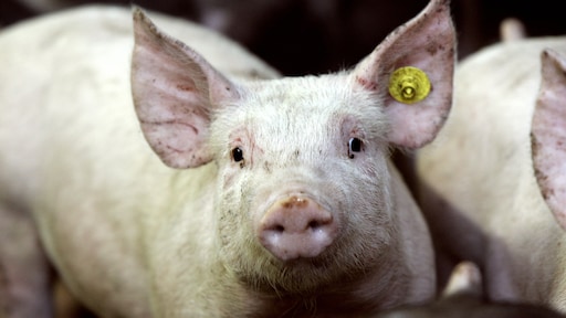 Wetenschappers brengen activiteit terug in dode hersenen