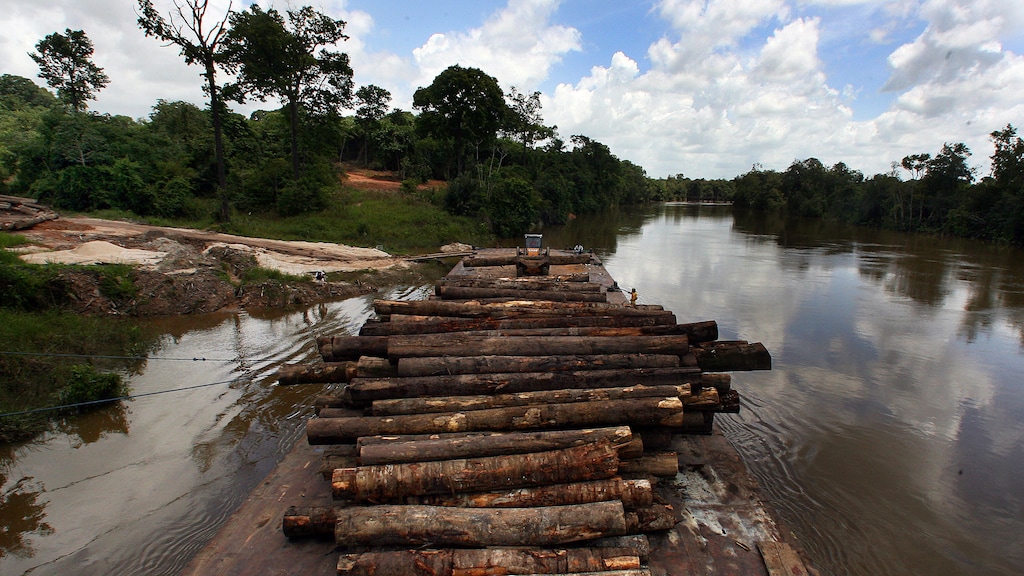 Bossen Amazonegebied blijven krimpen