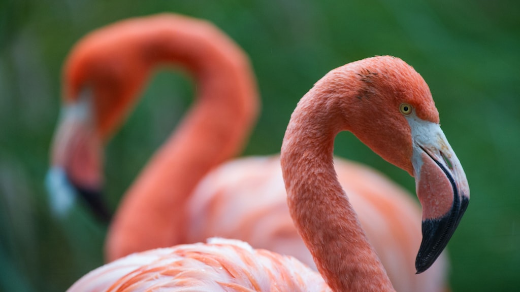 Dierentuinen gewoon open ondanks vogelgriep