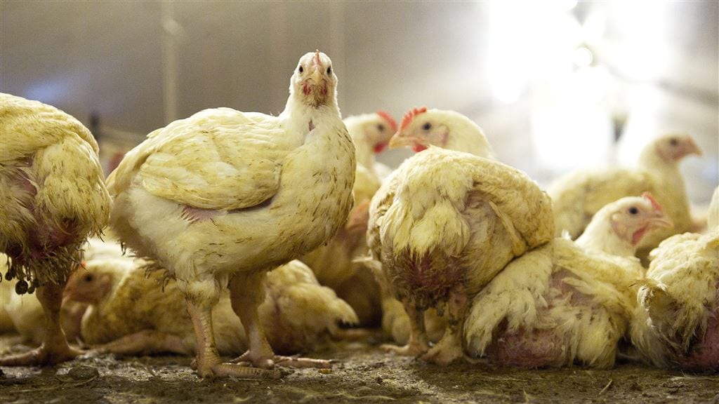 Vakbond wil werktijdverkorting pluimveesector