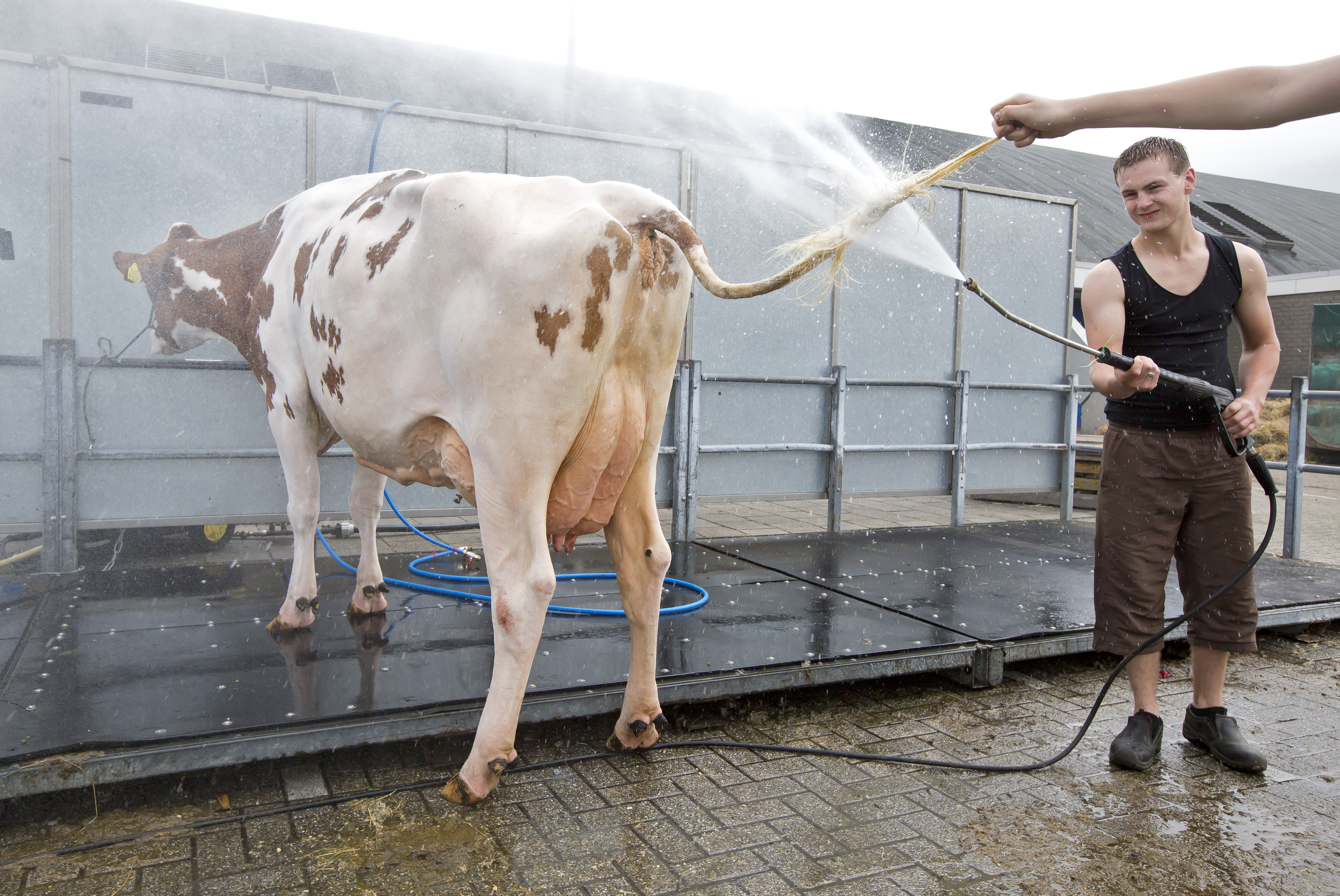 Melk voortaan dubbel zo lang houdbaar
