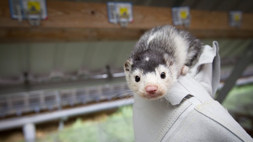 En weer besmet een nerts een mens: dit moet je weten