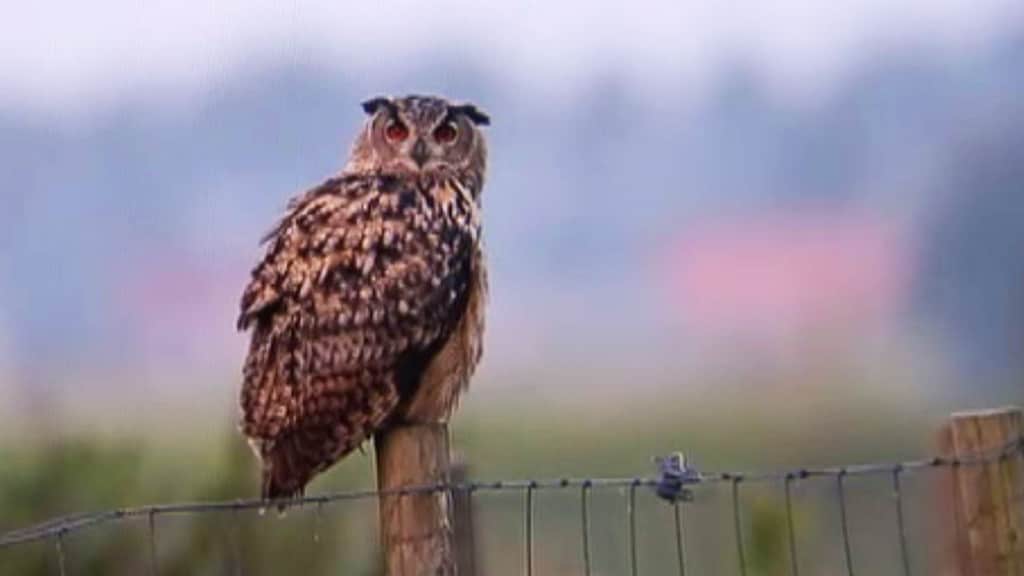 Jacht op agressieve oehoe geopend