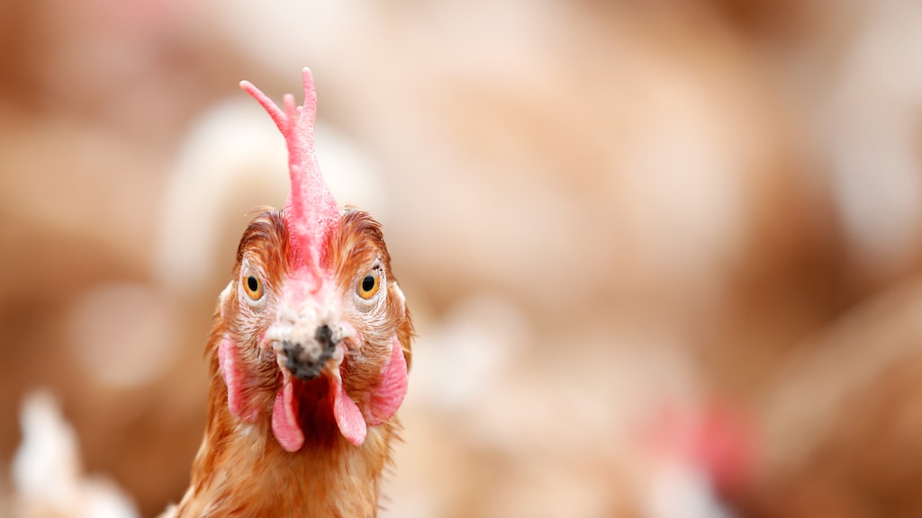 Moet ik me zorgen maken om vogelgriep?