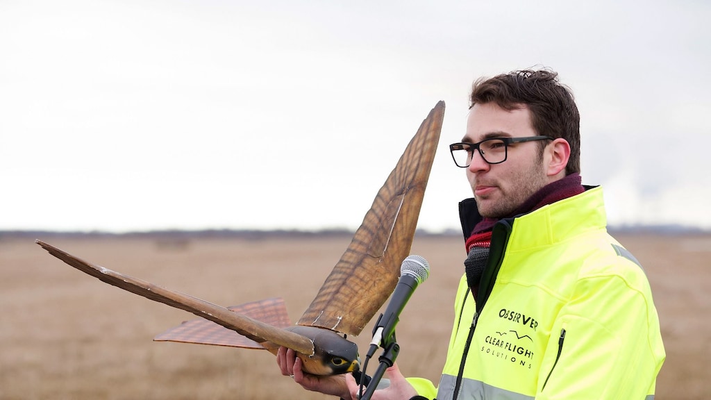 Robotvogel helpt tegen vogeloverlast
