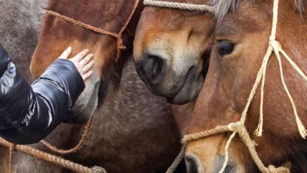 Opnieuw paard toegetakeld met scherp voorwerp