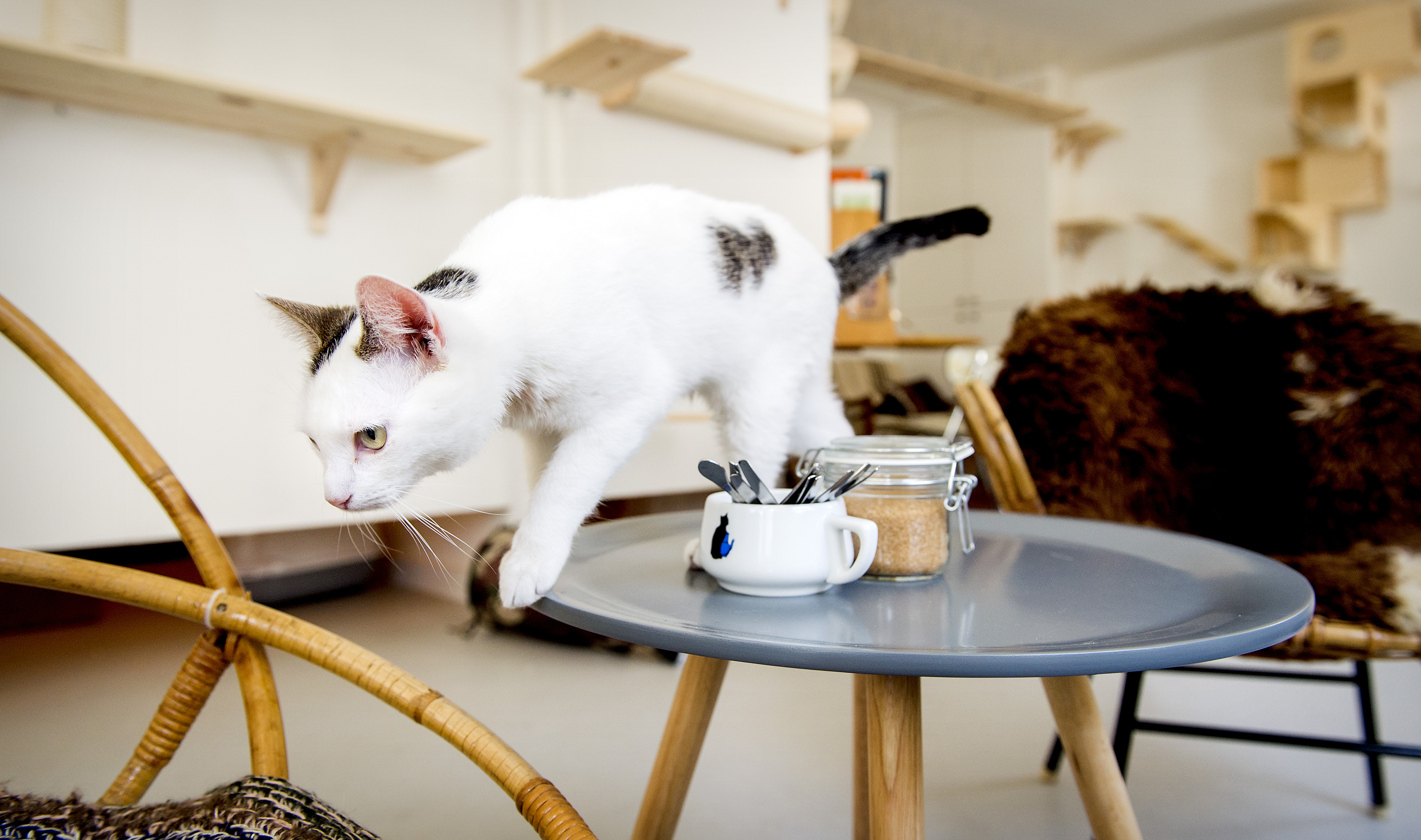Goed gesprek voeren? Maak dat de kat wijs!