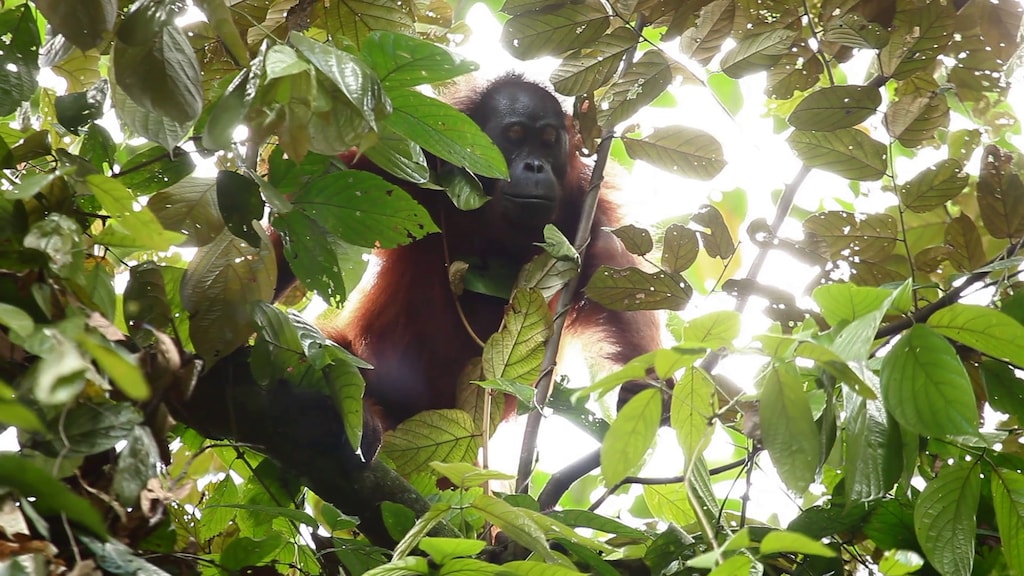 Orang-oetans op Borneo verdwijnen veel sneller dan gedacht