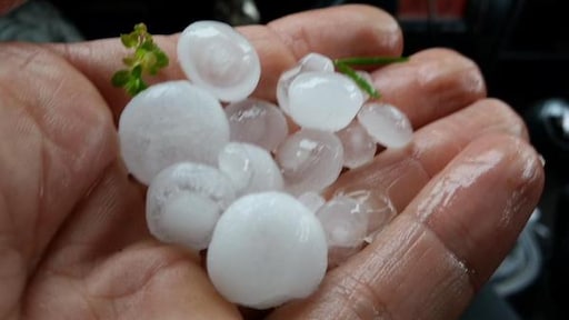 Niet verzekerd voor hagelschade: gedupeerde boer krijgt geen cent