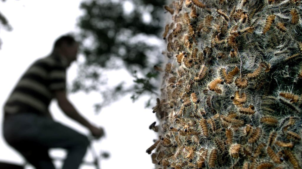 Wat mag je doen in de strijd tegen de eikenprocessierups?