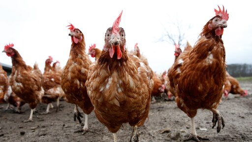 Wat is vogelgriep eigenlijk en hoe gevaarlijk is die?