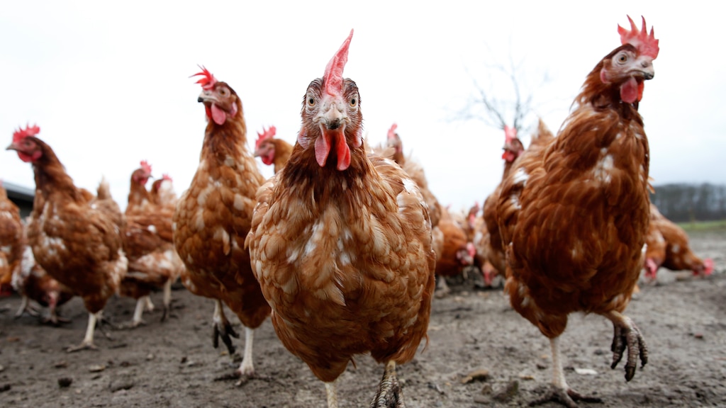 Wat is vogelgriep eigenlijk en hoe gevaarlijk is die?