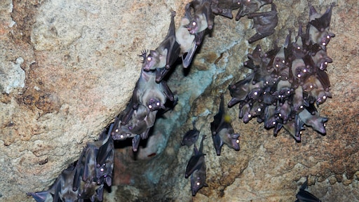Iek! Vleermuis maakt opmars in Nederland