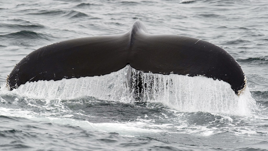Japanse vissers doodden 122 zwangere walvissen