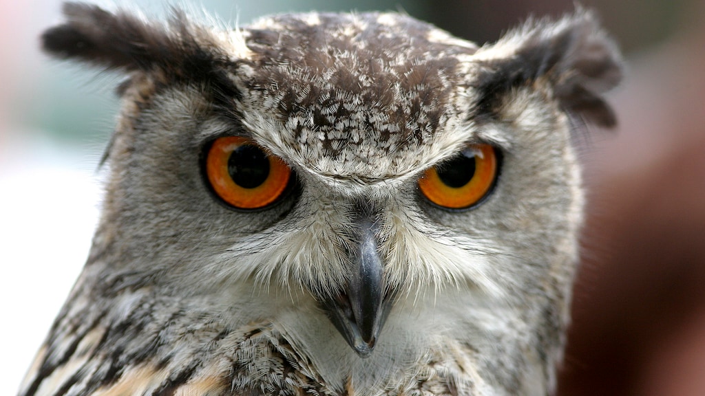 Horror-oehoe krijgt levenslang: beruchte uil komt nooit meer vrij