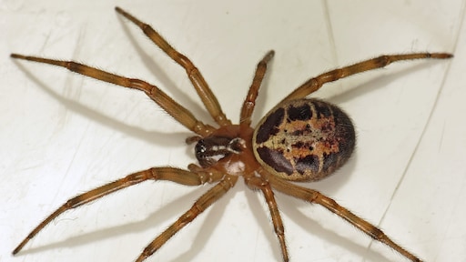 Londense scholen dicht om plaag giftige spinnen