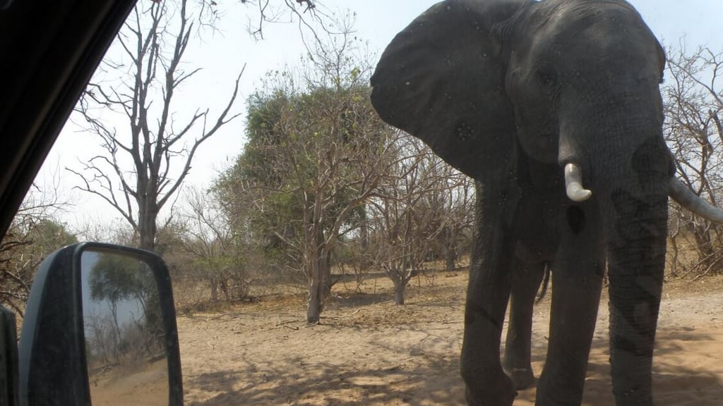 Afschieten of niet? 'Olifantenplaag' in Botswana