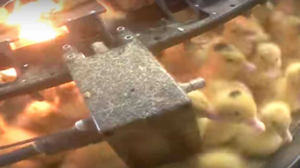 De harde waarheid: zo gaat het eraan toe op een foie gras-boerderij