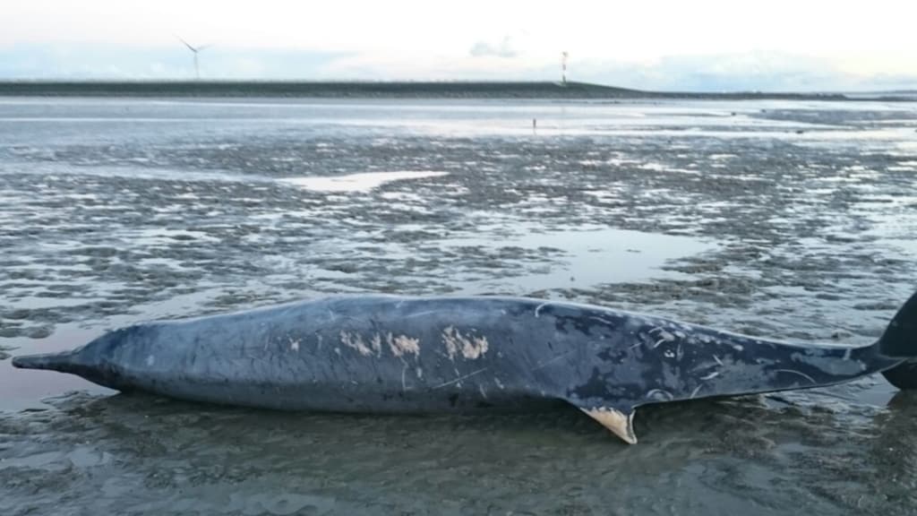 Uitzonderlijk: dolfijn van vijf meter spoelt aan bij Vlissingen