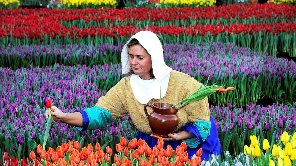 Wereld blijft verliefd op onze bloembollen: teelt op hoogtepunt