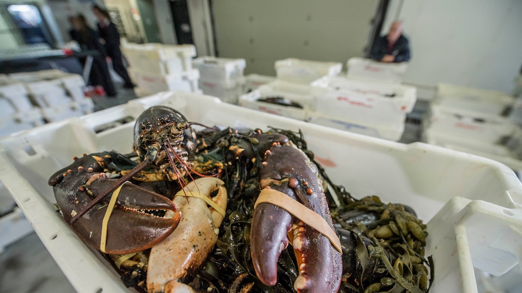 Kreeft mag nog steeds levend worden gekookt. Hebben ze nu pijn of niet?
