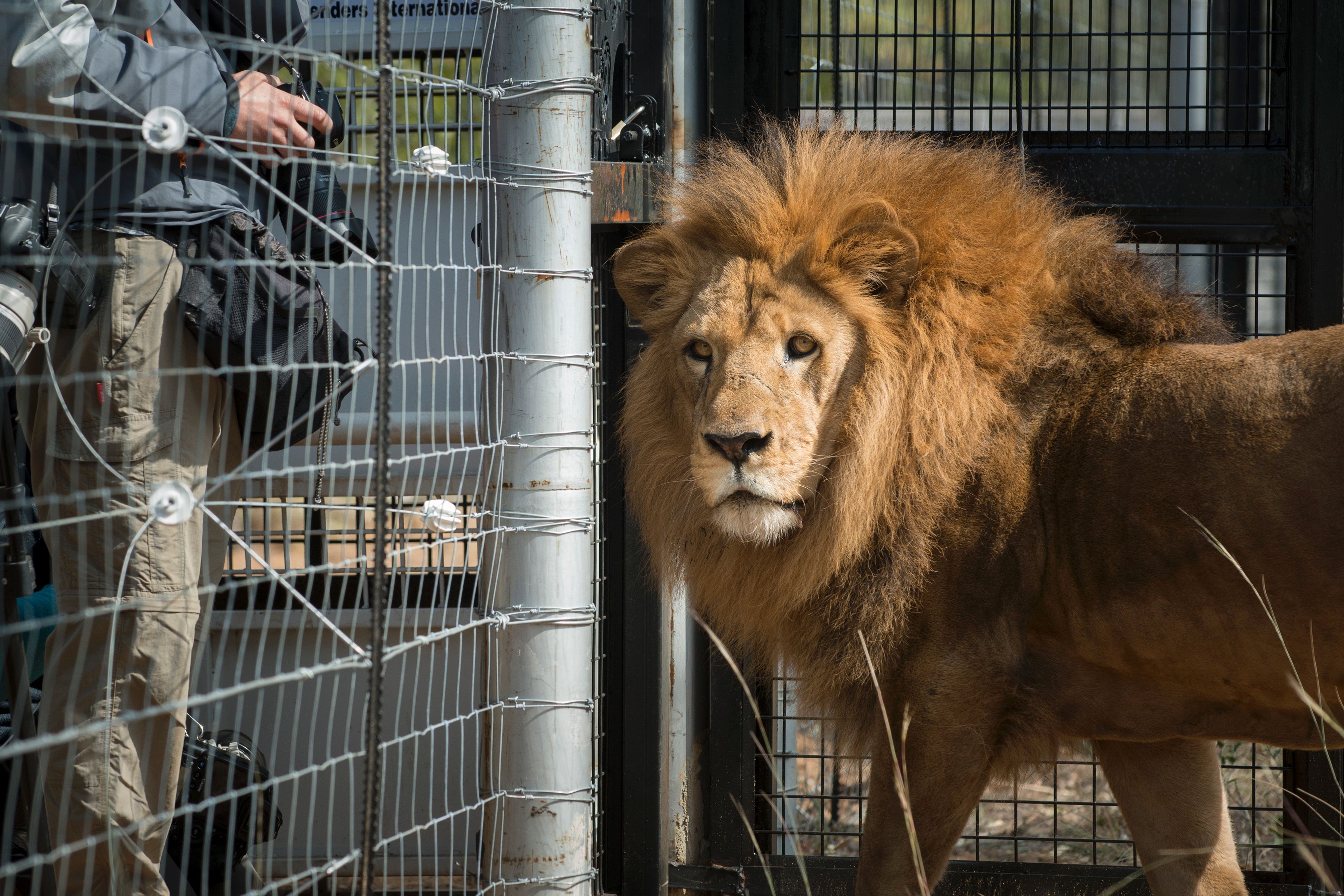 Leeuw bijt leeuw dood voor ogen bezoekers Burgers' Zoo
