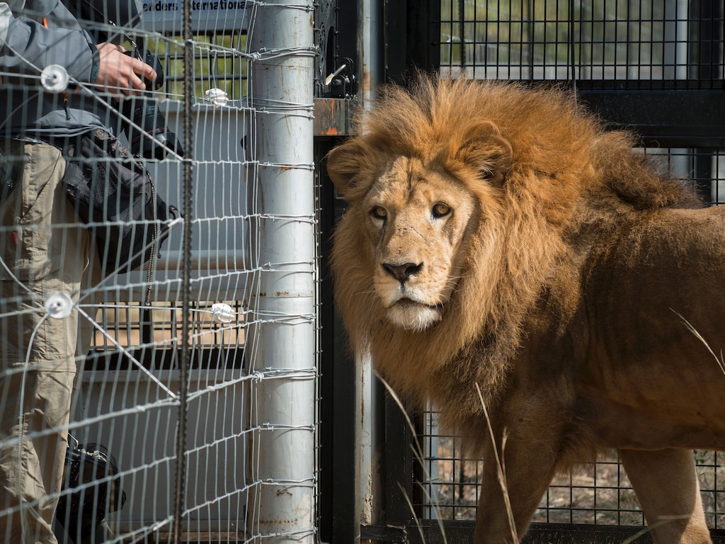 Leeuw bijt leeuw dood voor ogen bezoekers Burgers' Zoo