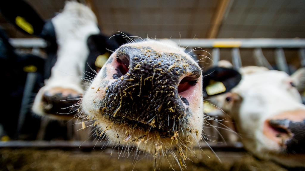 Vergistingsmachine zet mest om in elektriciteit