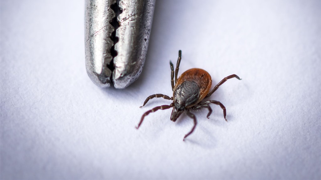 Oppassen voor teken: zo'n beest komt zelden alleen