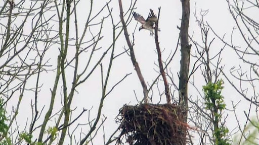 Eerste in Nederland geboren visarend vliegt het nest uit