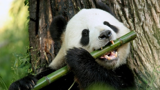 Mensaap vervangt reuzenpanda op bedreigd-lijstje