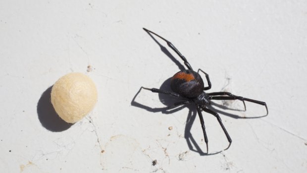 Man wordt voor tweede keer door giftige spin in penis gebeten