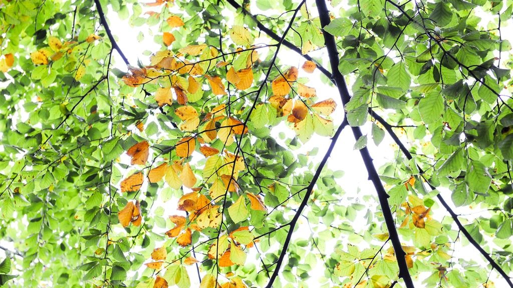 Depressieve en suïcidale Kid Cudi in kliniek