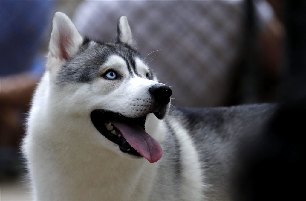 Hond op kantoor komt baasje duur te staan