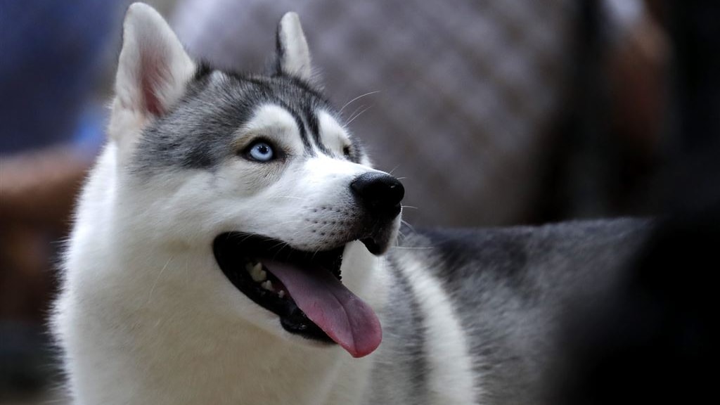 Hond op kantoor komt baasje duur te staan