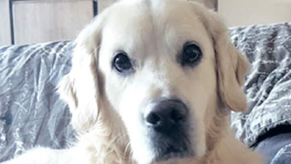 Gescheiden stel ruziet tot in de rechtszaal om hond Spike