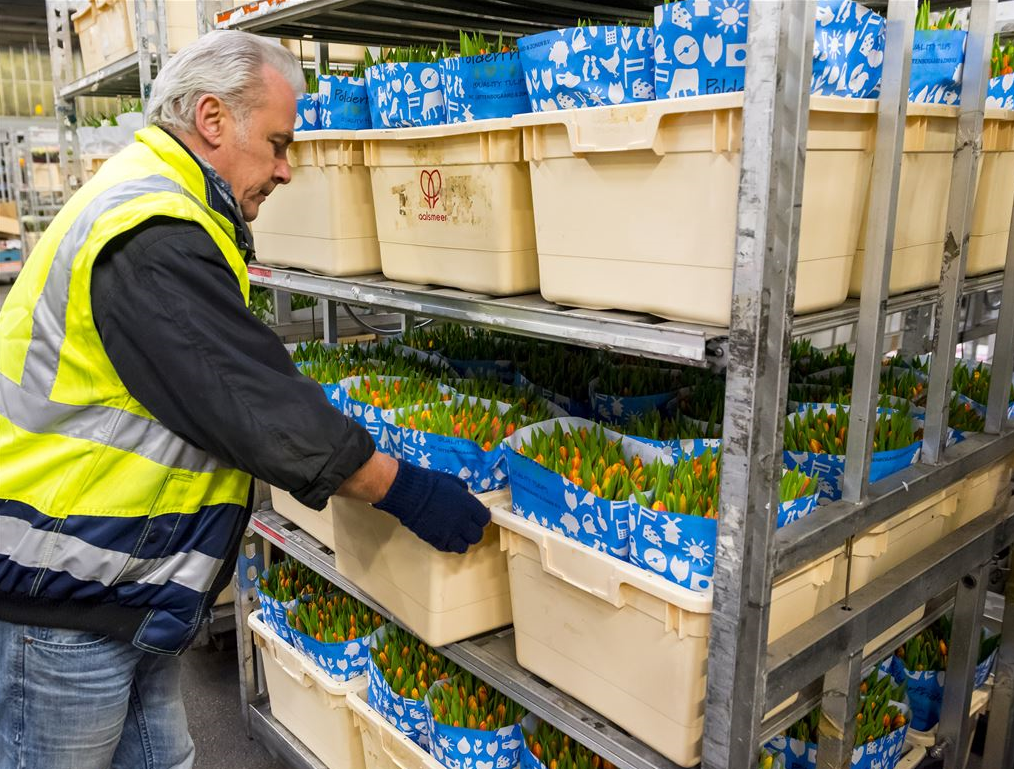 Nederlandse bloemenexporteurs vrezen gevolgen brexit 