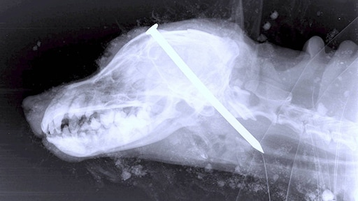 Dierenbeulen sloegen hond spijker door kop en begroeven hem levend